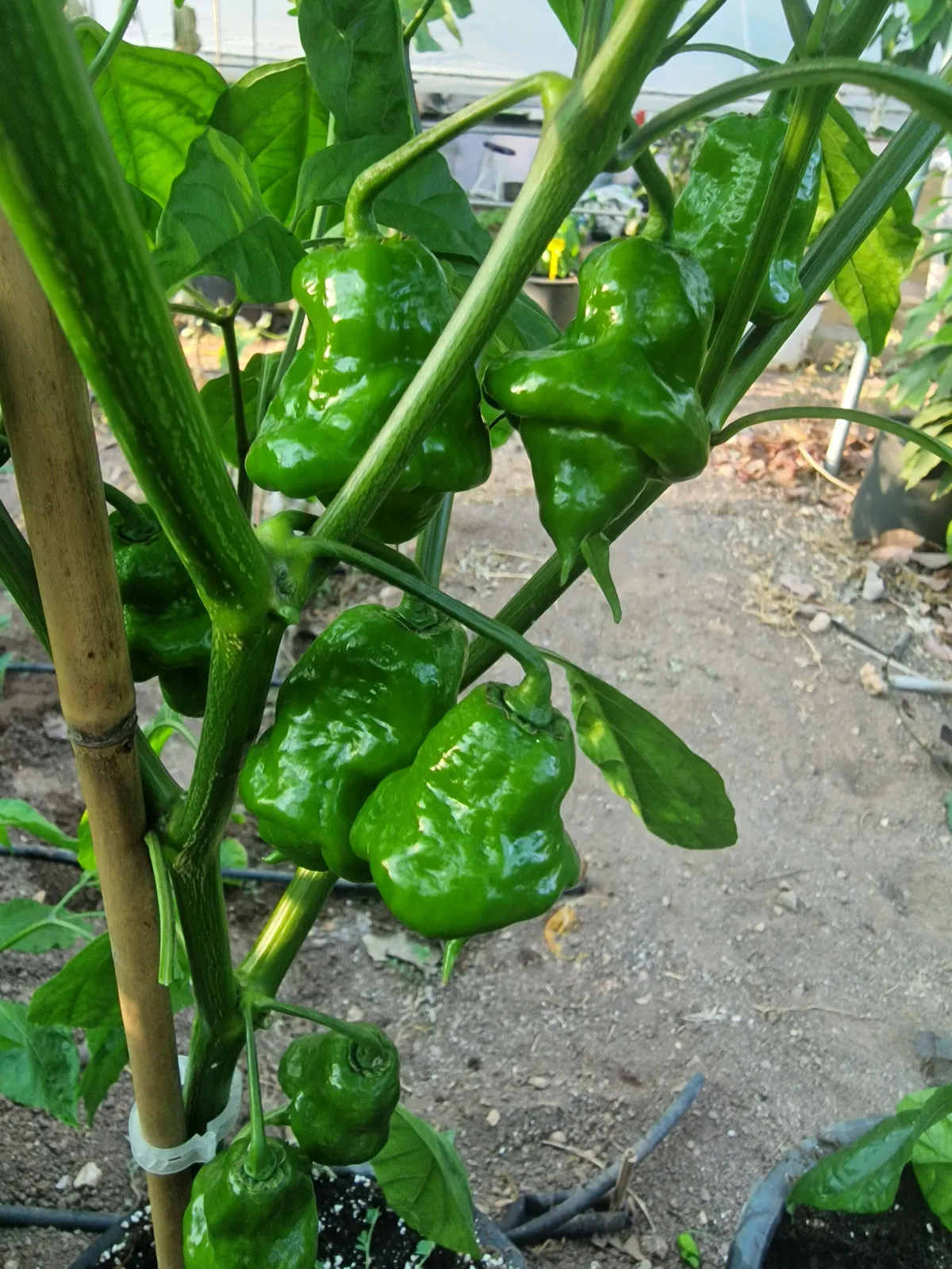 Lord Voldermort x Moruga Brown Chilli Seeds - Image 4