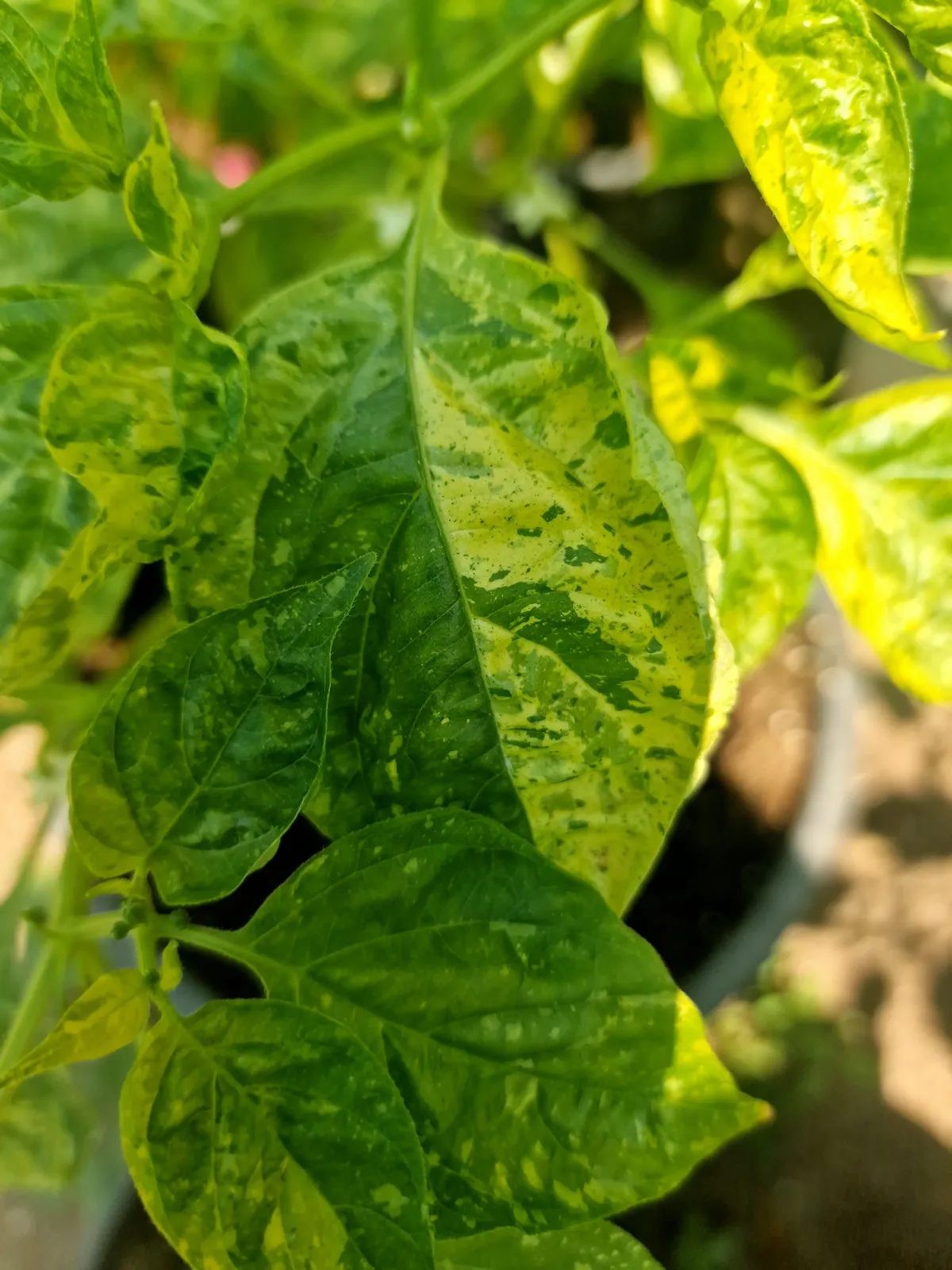 Ninfadora Chilli Seeds - Image 5