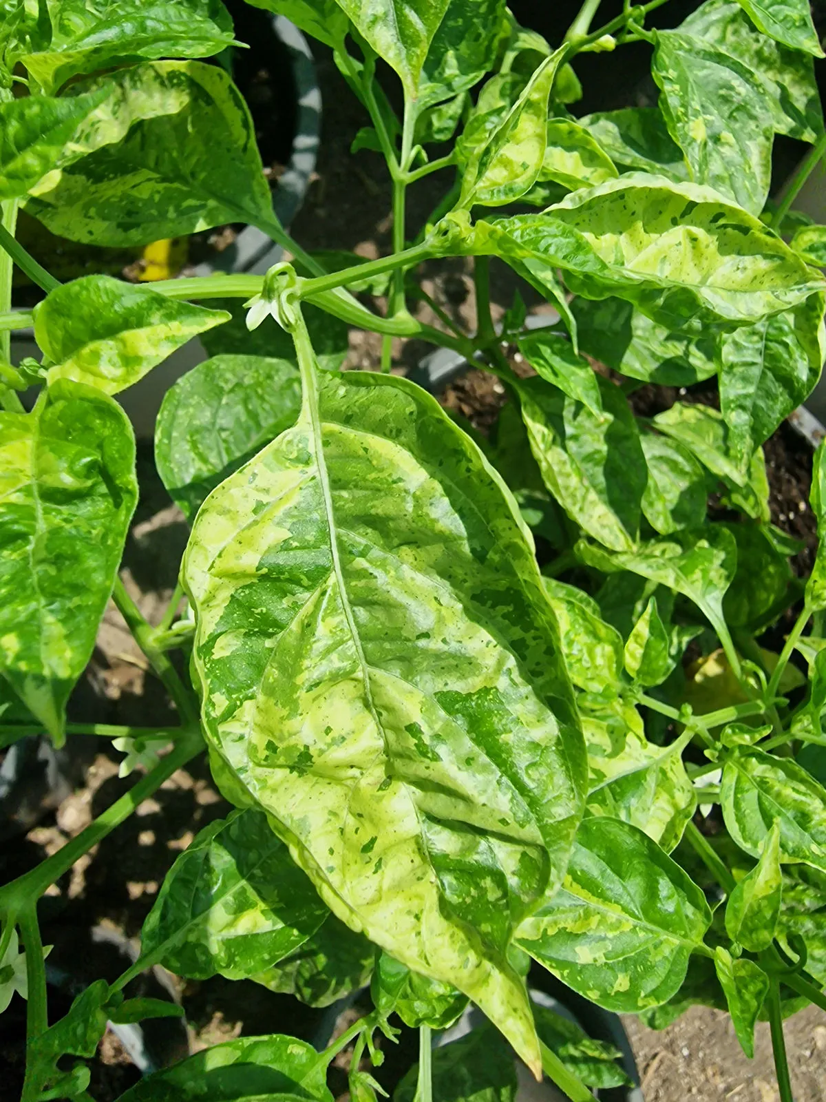 Ninfadora Chilli Seeds - Image 6