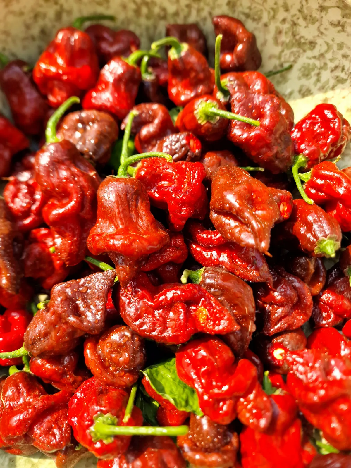 Lord Voldermort x Moruga Brown Chilli Seeds - Image 12