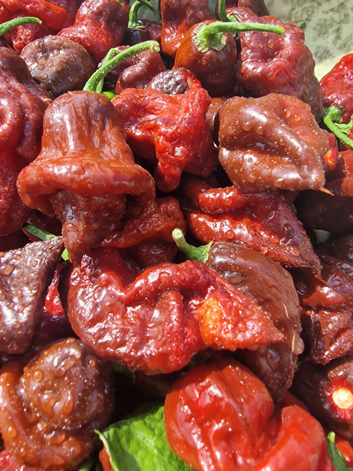 Lord Voldermort x Moruga Brown Chilli Seeds - Image 11