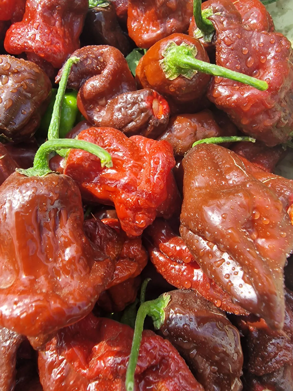 Lord Voldermort x Moruga Brown Chilli Seeds - Image 9