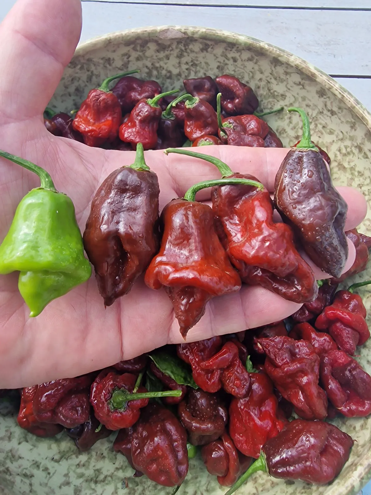 Lord Voldermort x Moruga Brown Chilli Seeds - Image 7