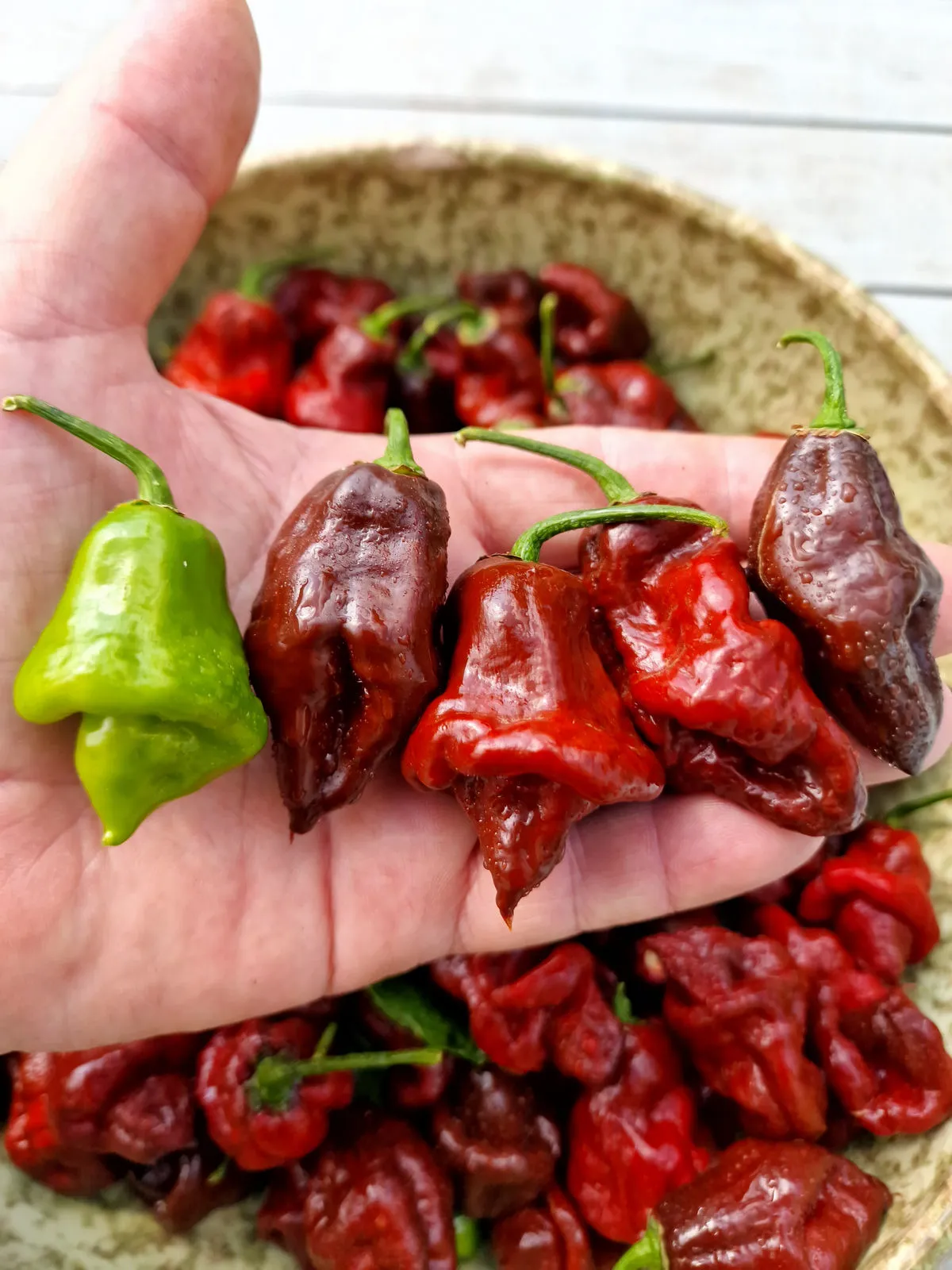 Lord Voldermort x Moruga Brown Chilli Seeds - Image 5