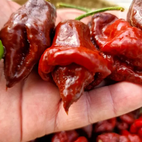 Lord Voldermort x Moruga Brown Chilli Seeds
