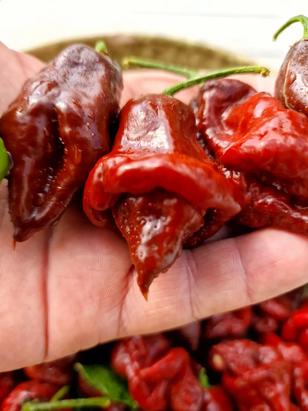 Lord Voldermort x Moruga Brown Chilli Seeds