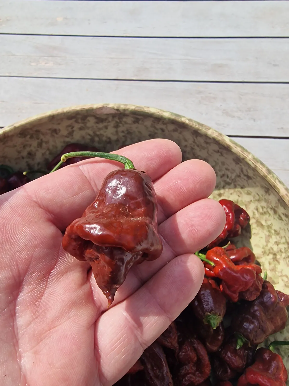 Lord Voldermort x Moruga Brown Chilli Seeds - Image 14