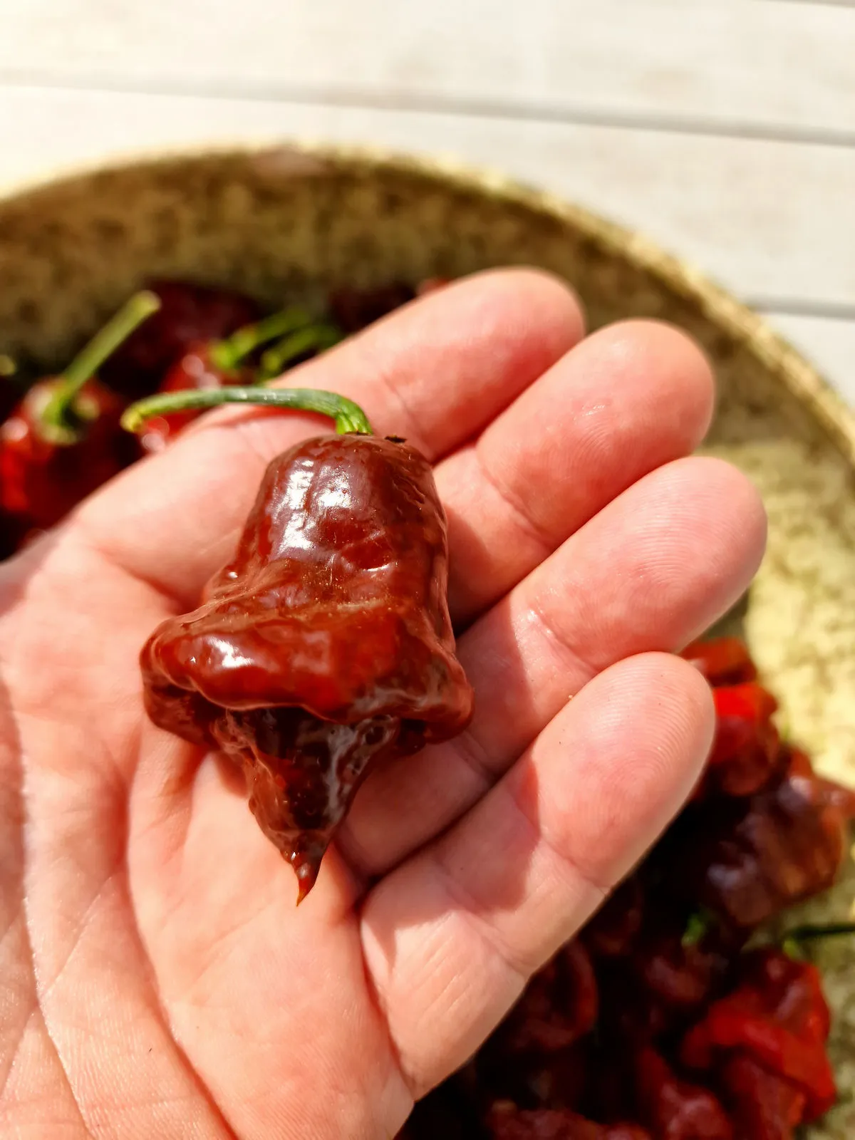 Lord Voldermort x Moruga Brown Chilli Seeds - Image 13