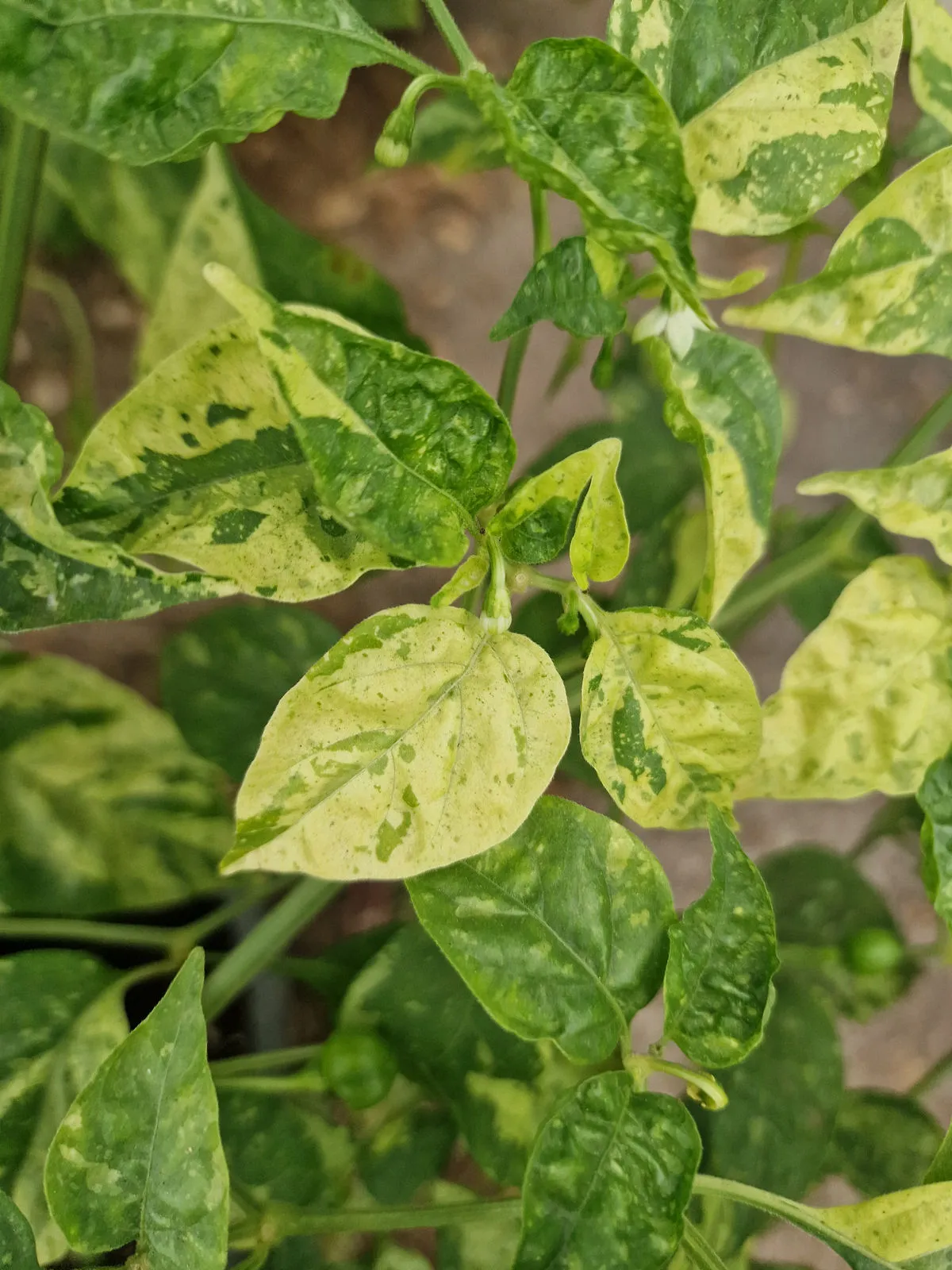 Ninfadora Chilli Seeds - Image 7