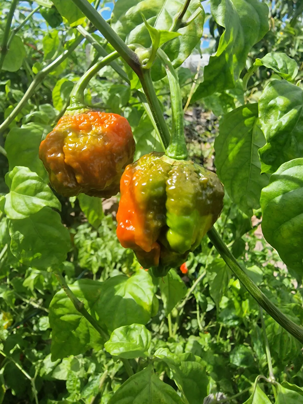 BTR x The End Chilli Seeds - Image 7