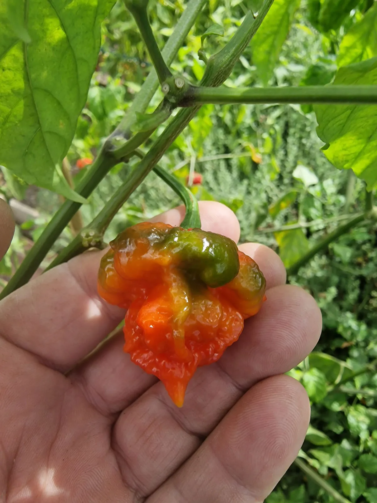 BTR x The End Chilli Seeds - Image 6