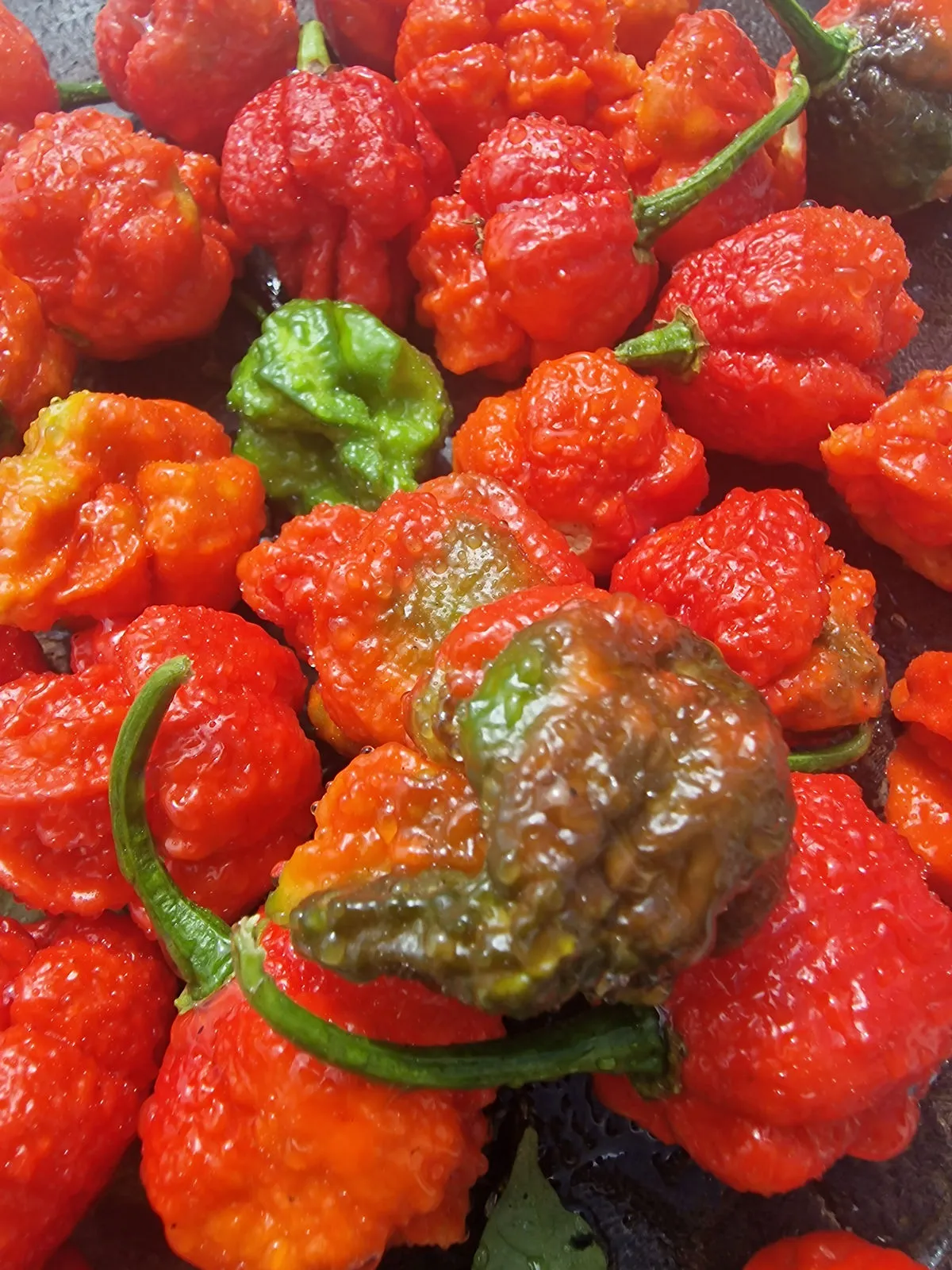 BTR x The End Chilli Seeds - Image 5