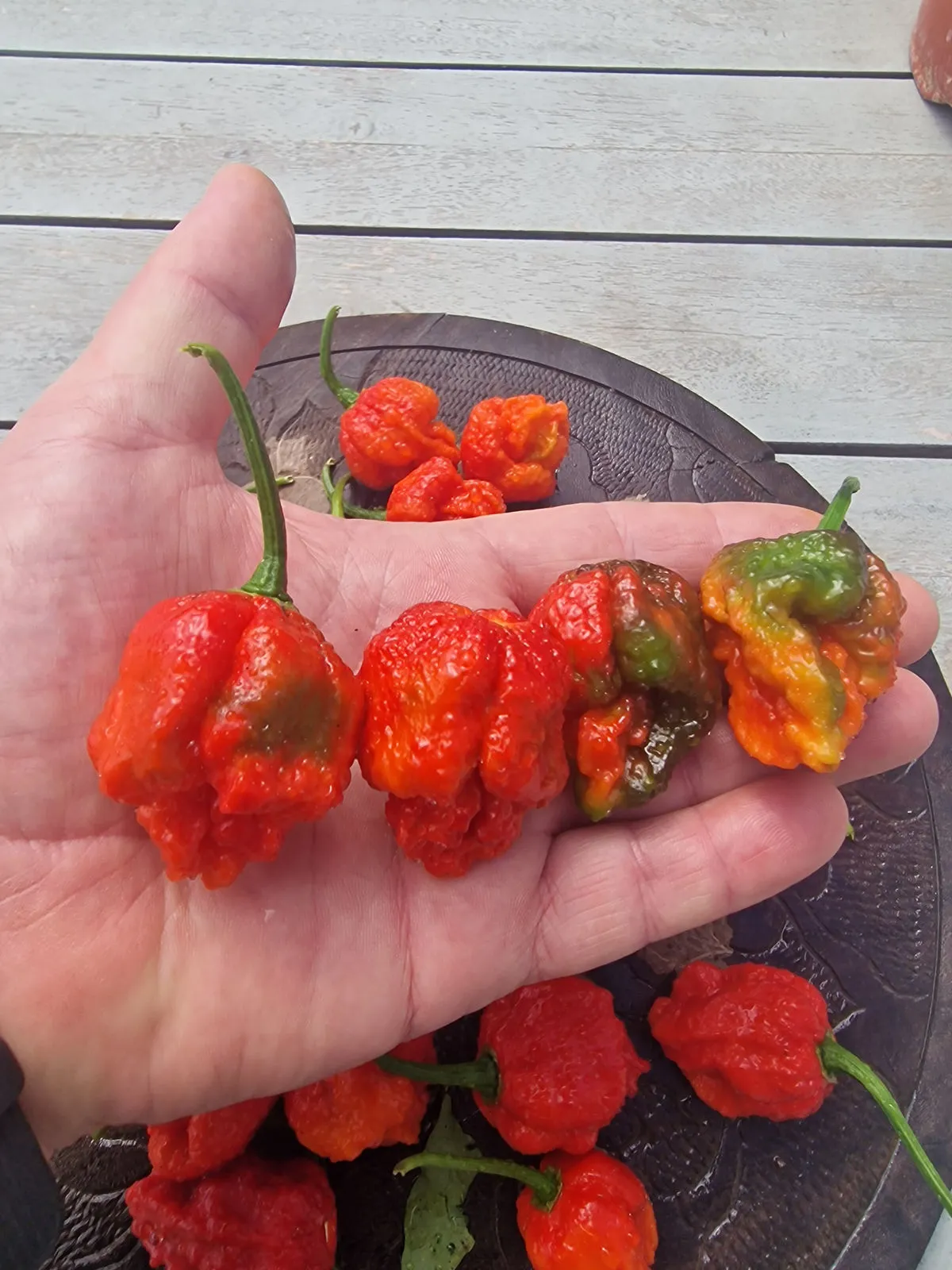 BTR x The End Chilli Seeds - Image 4