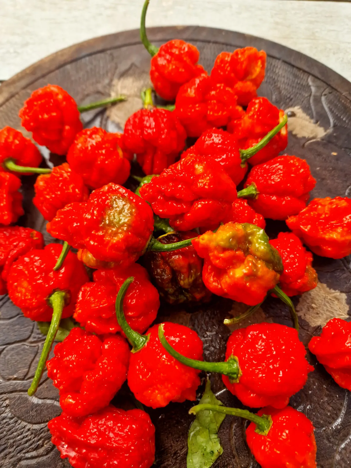 BTR x The End Chilli Seeds - Image 3