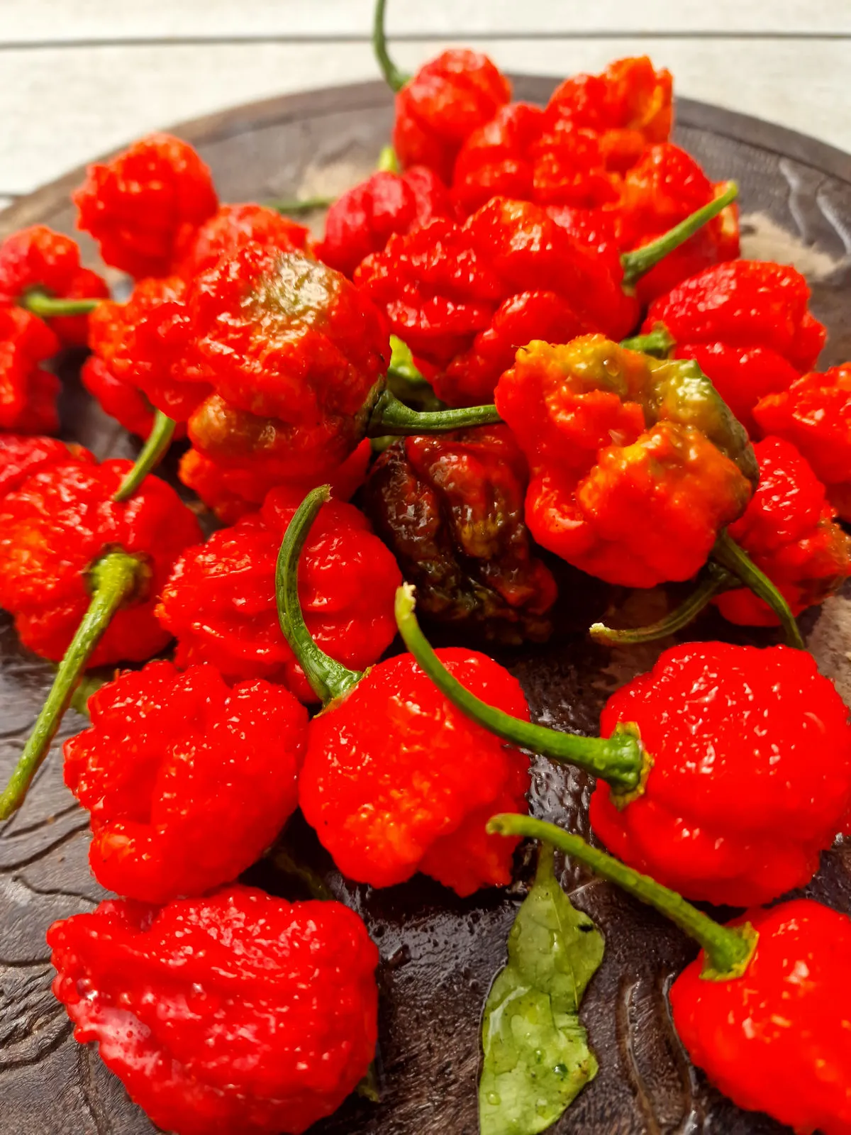 BTR x The End Chilli Seeds - Image 2