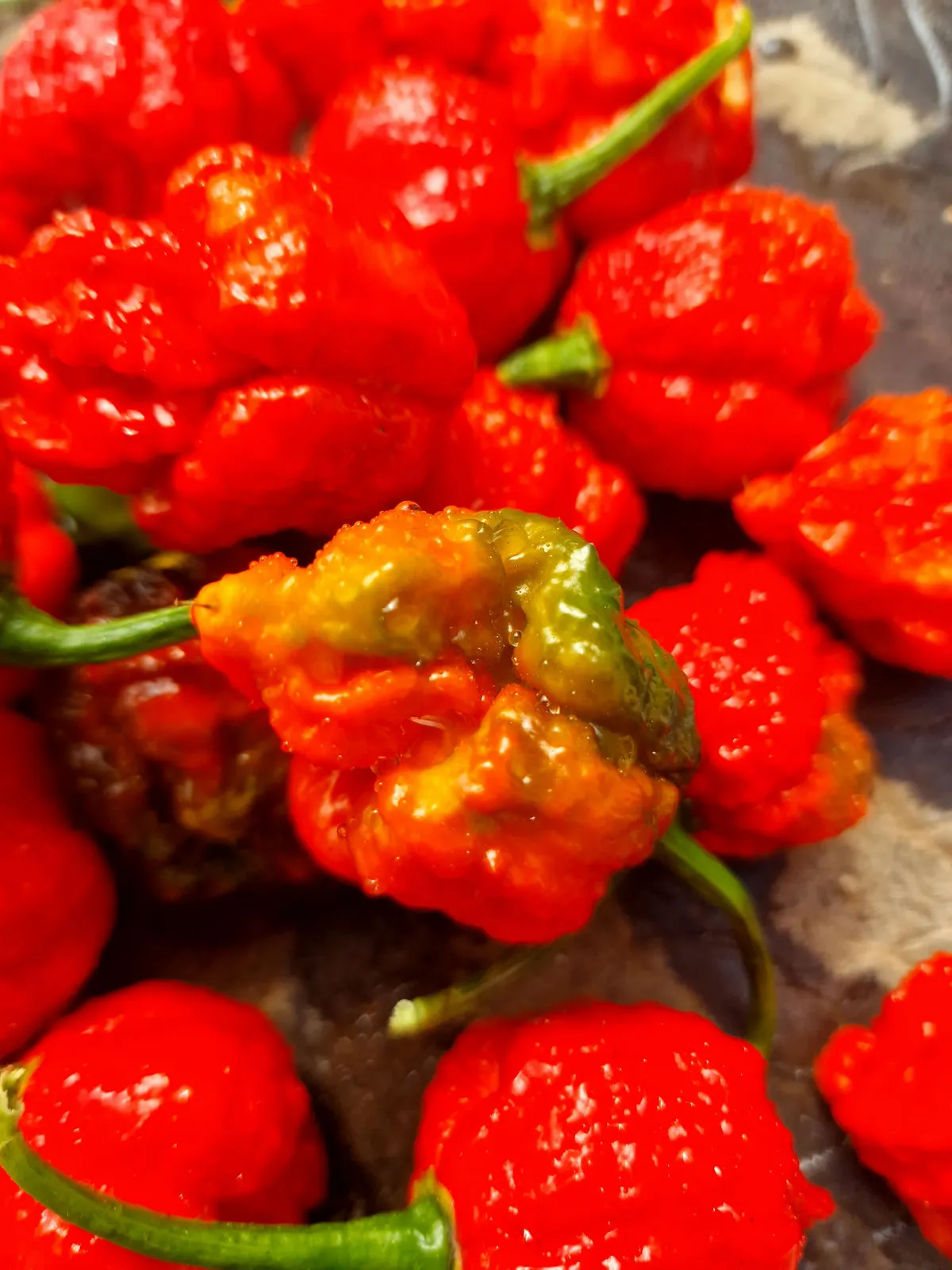 BTR x The End Chilli Seeds - Image 13