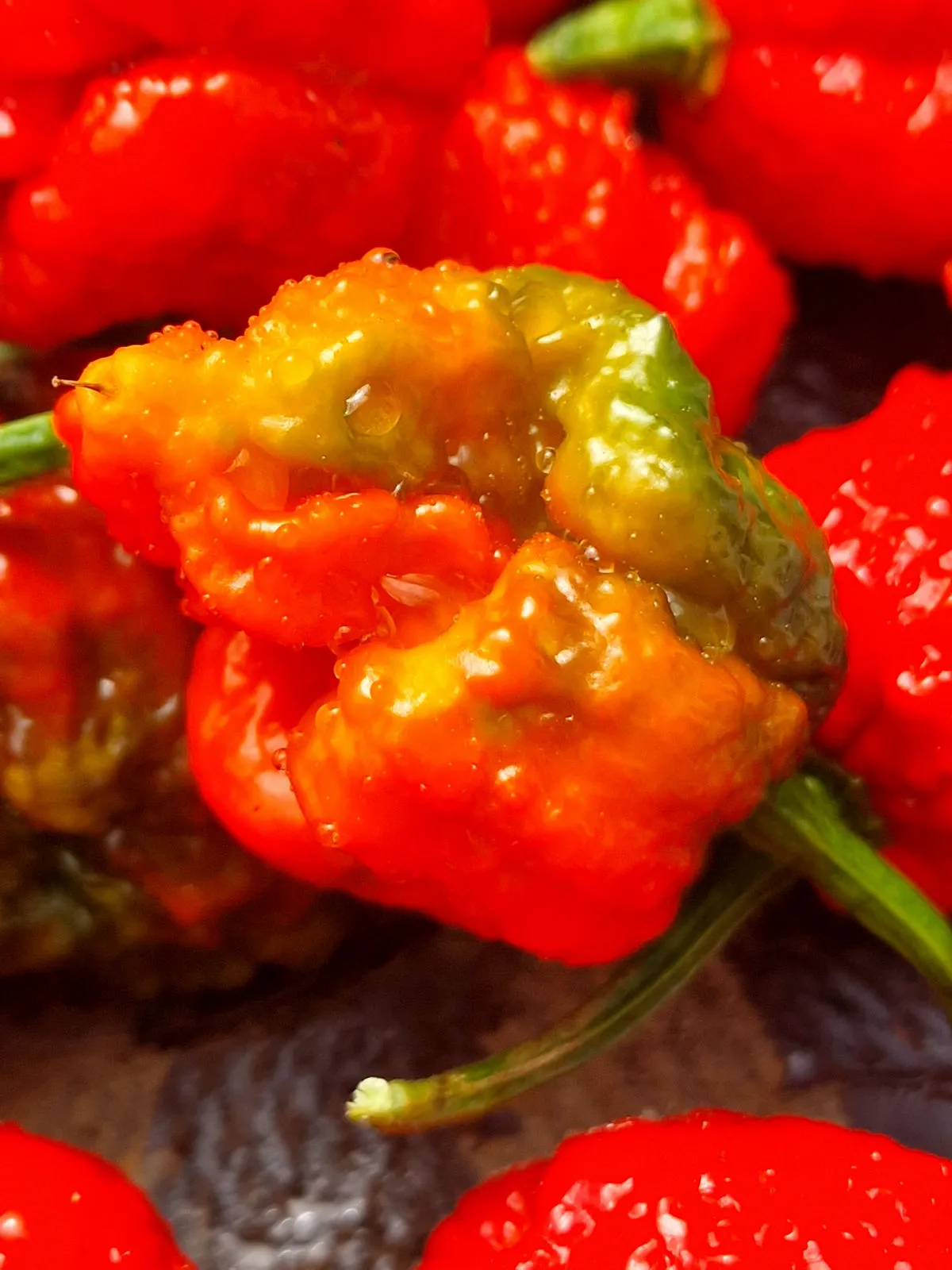 BTR x The End Chilli Seeds - Image 12