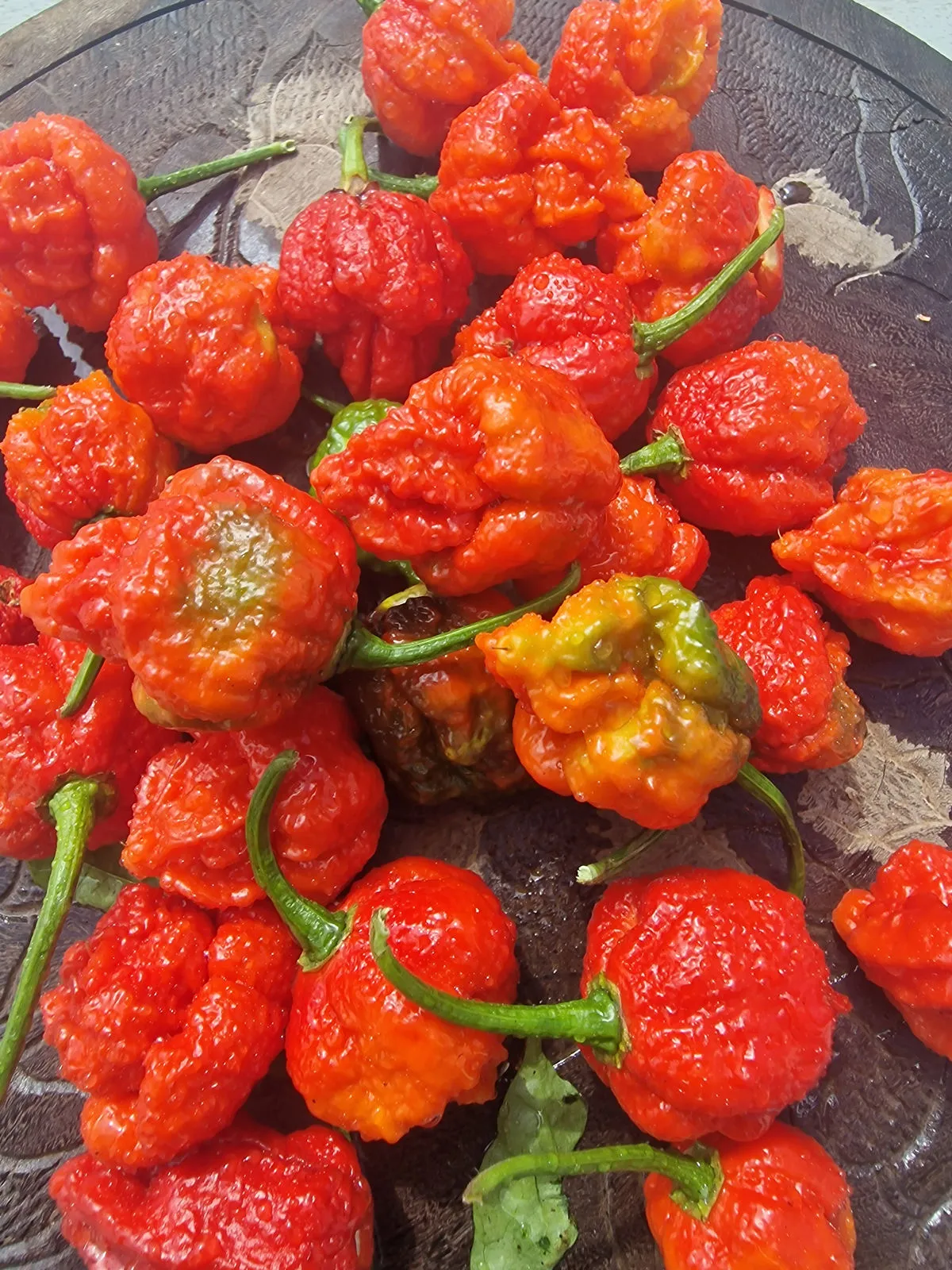 BTR x The End Chilli Seeds - Image 11