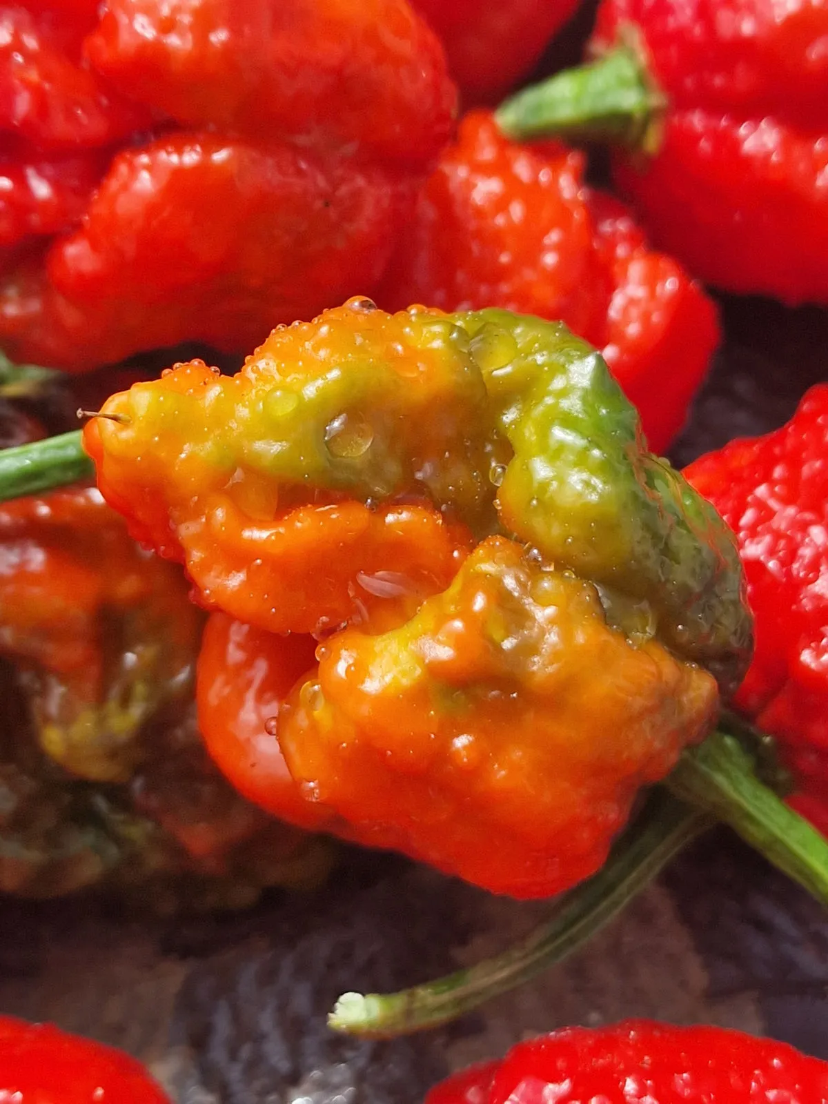 BTR x The End Chilli Seeds - Image 10