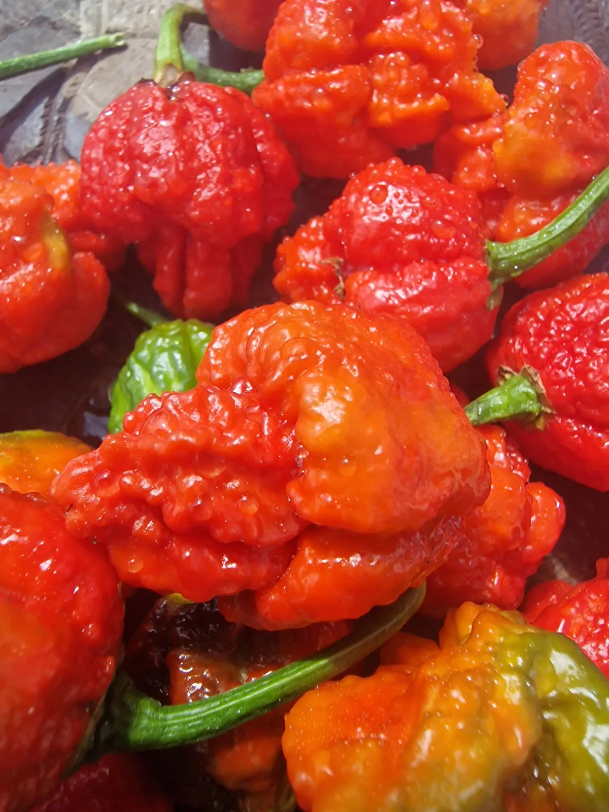 BTR x The End Chilli Seeds - Image 8