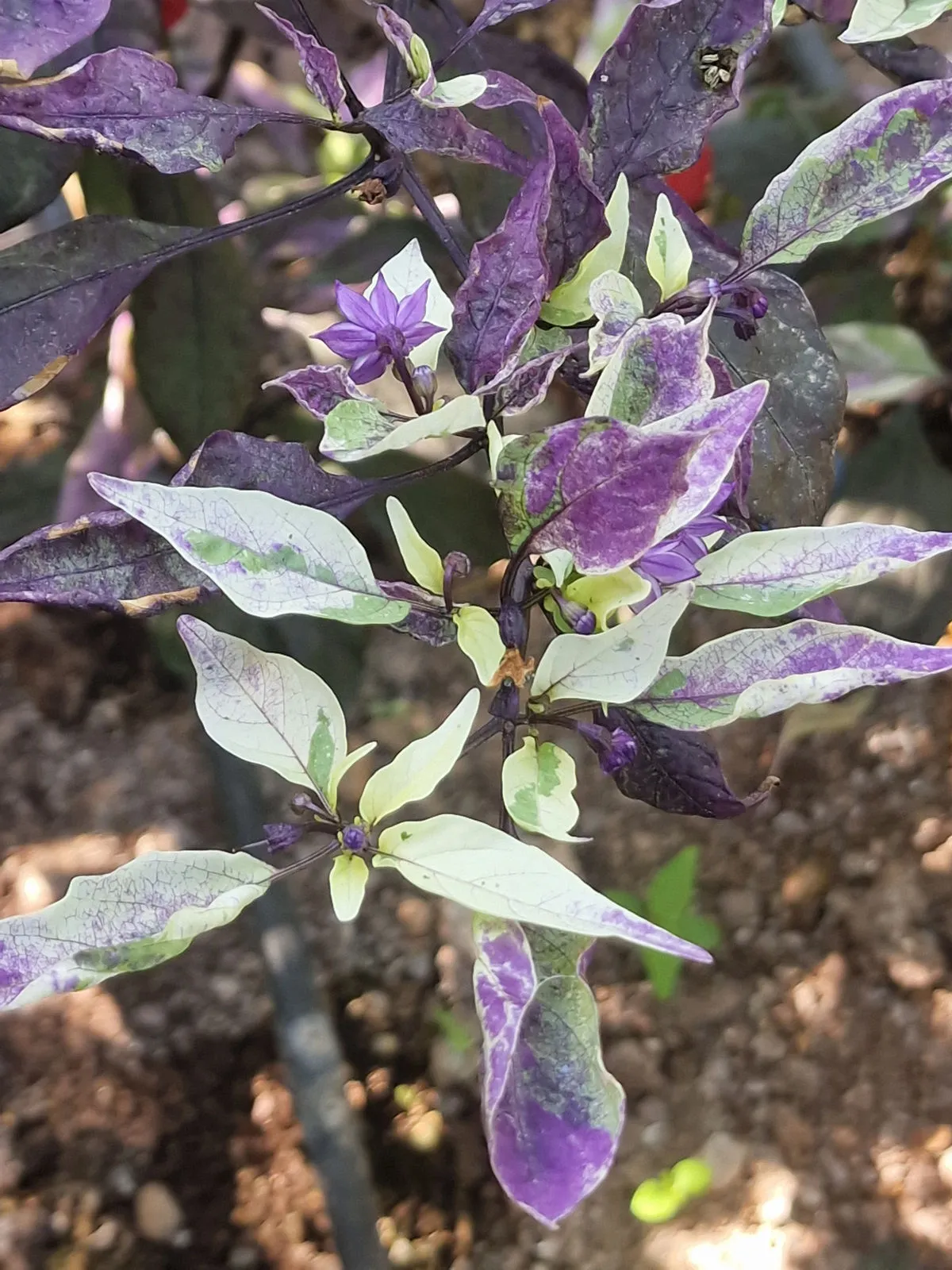 Cuban Candy Fish Pepper Chilli Seeds - Image 8