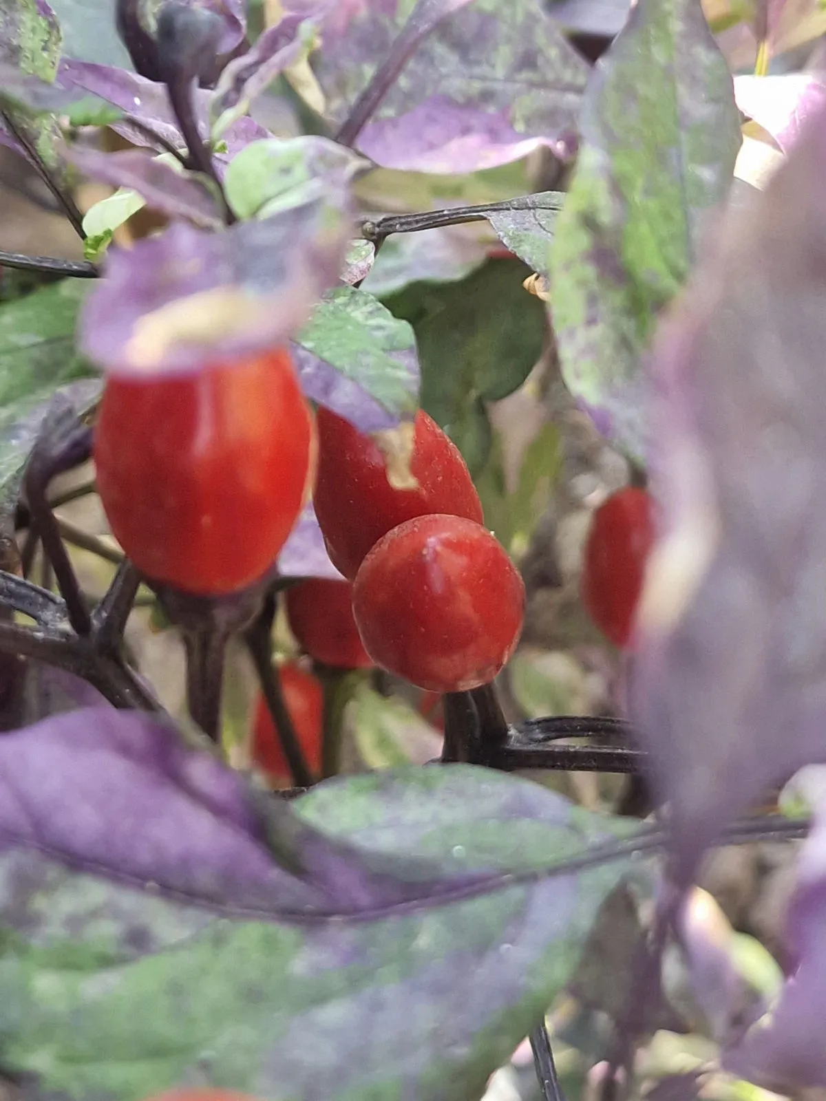 Cuban Candy Fish Pepper Chilli Seeds - Image 7