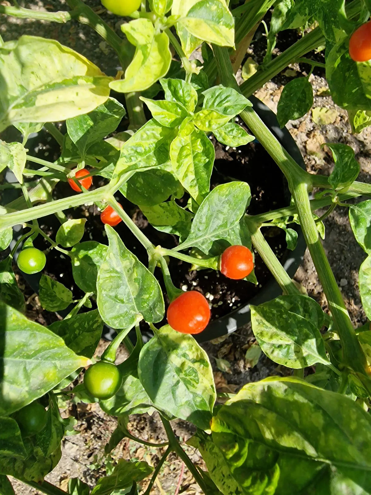 Ninfadora Chilli Seeds - Image 2