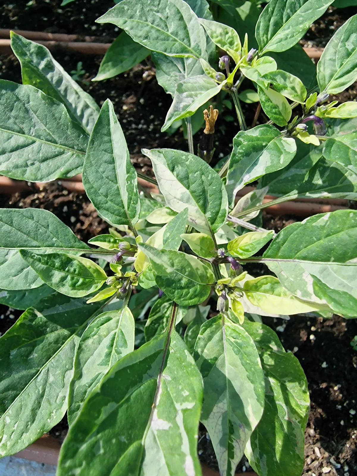 Ninfadora Chilli Seeds - Image 3