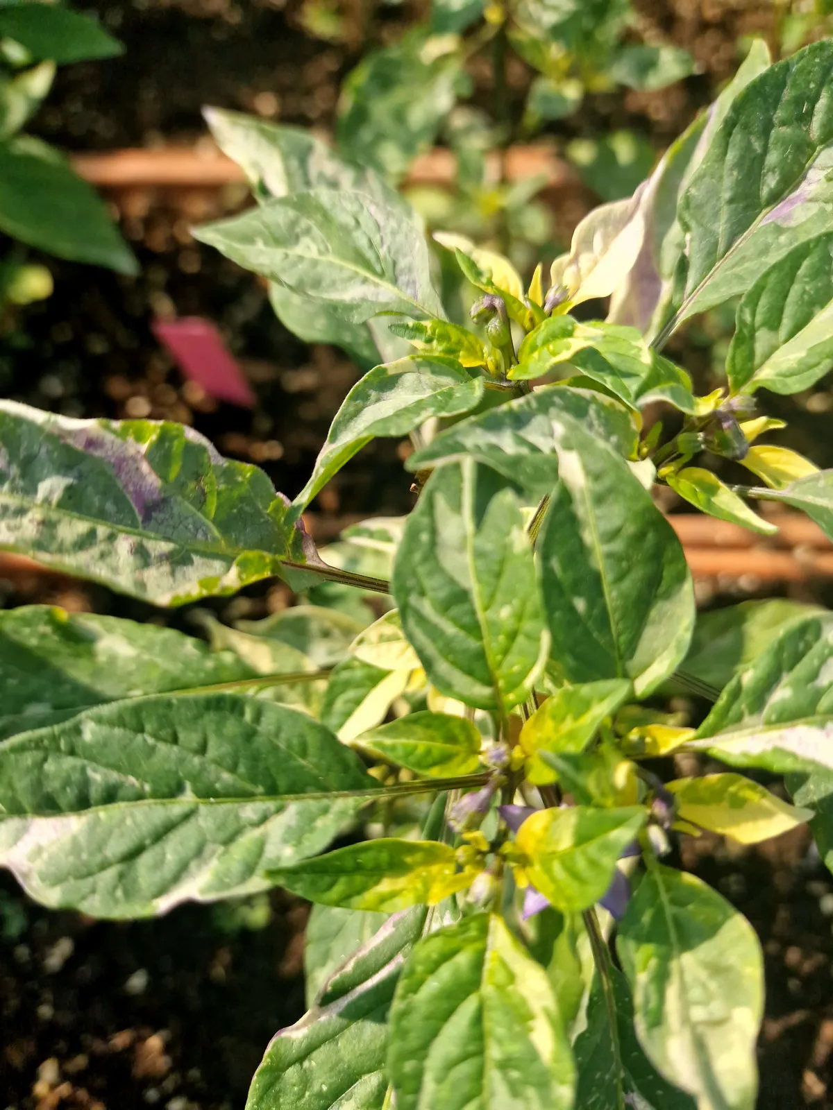 Ninfadora Chilli Seeds - Image 4