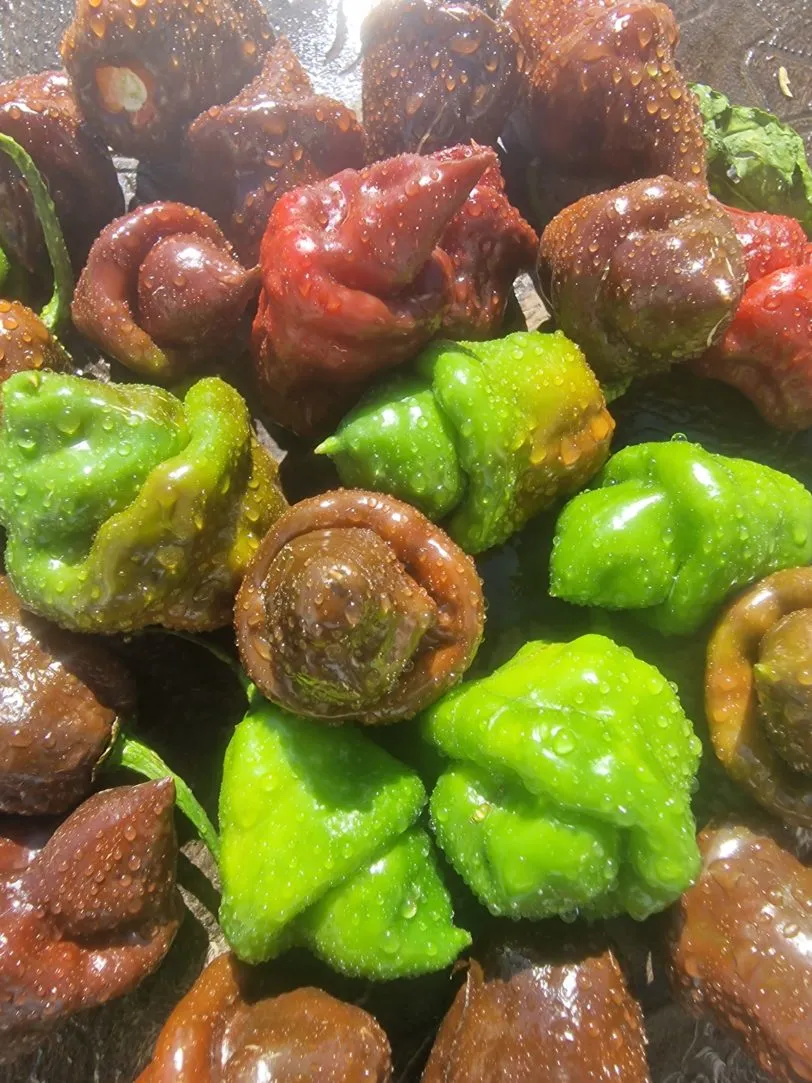 Lord Voldermort x Moruga Brown Chilli Seeds - Image 10