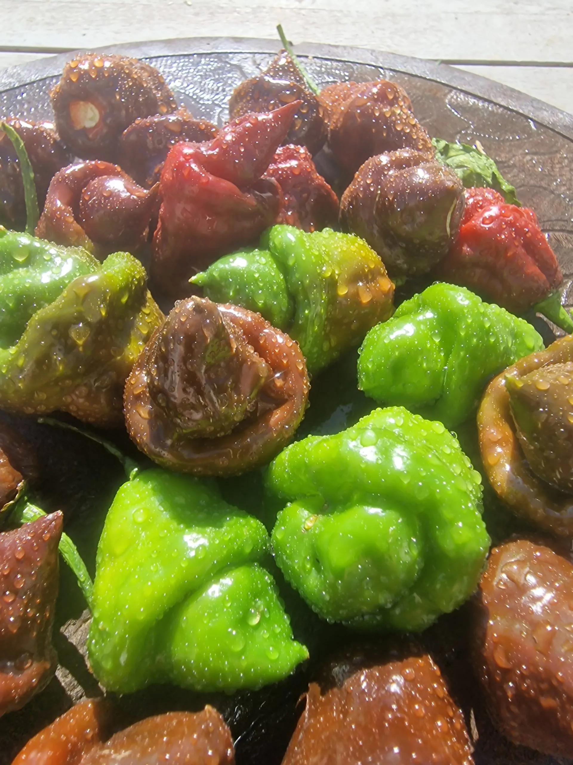 Lord Voldermort x Moruga Brown Chilli Seeds - Image 6