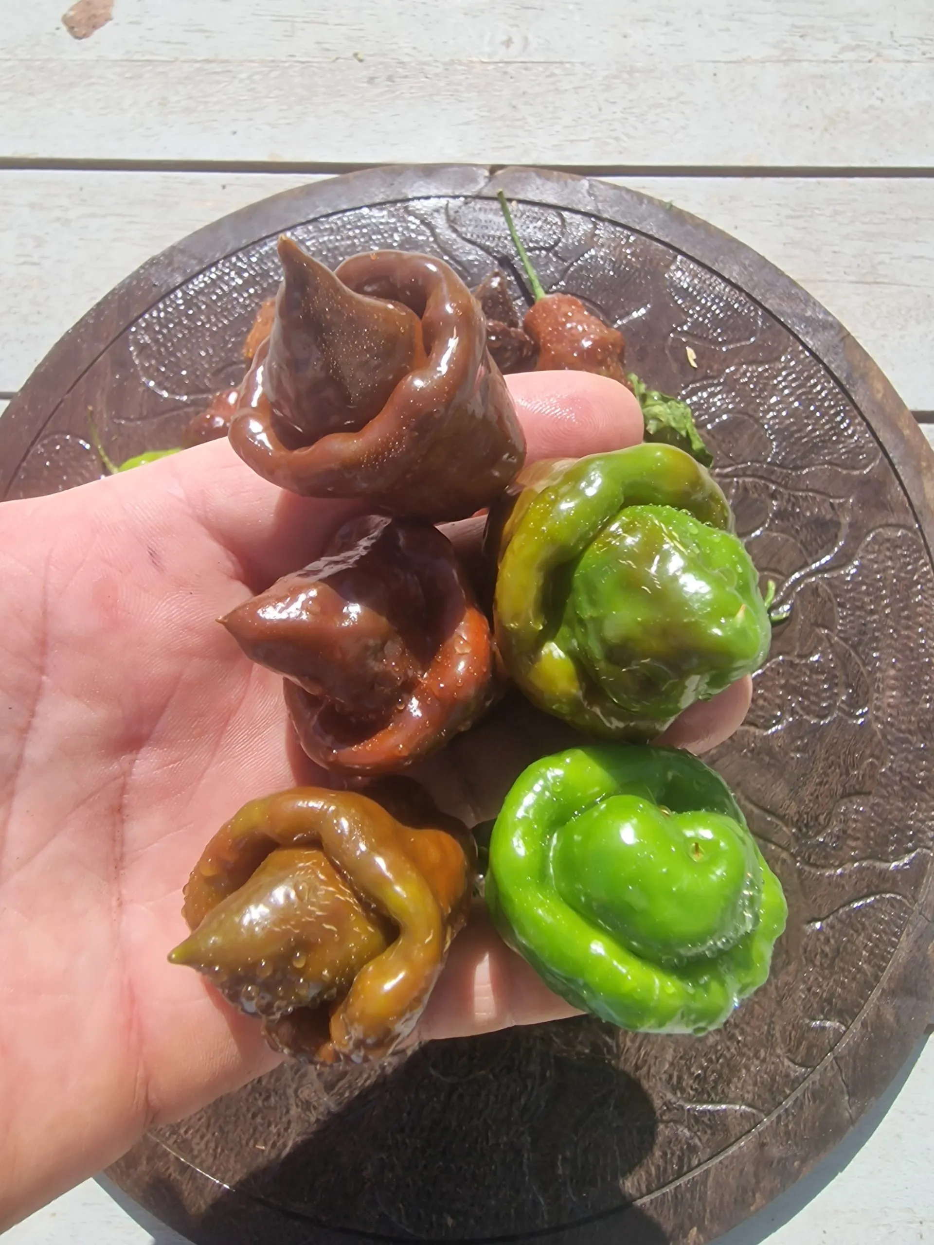 Lord Voldermort x Moruga Brown Chilli Seeds - Image 3