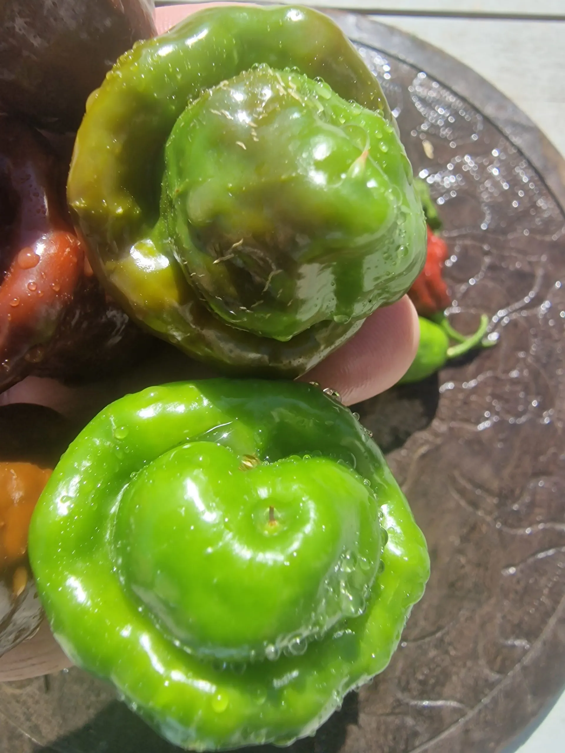 Lord Voldermort x Moruga Brown Chilli Seeds - Image 15