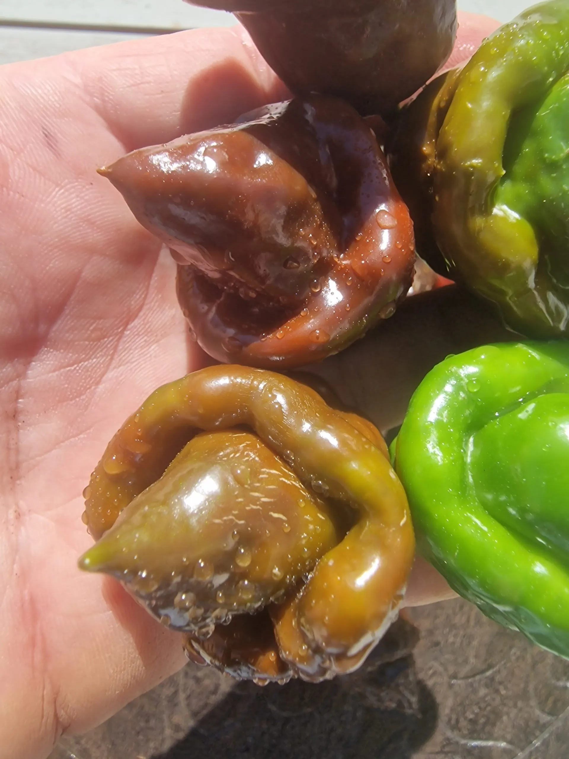 Lord Voldermort x Moruga Brown Chilli Seeds - Image 8