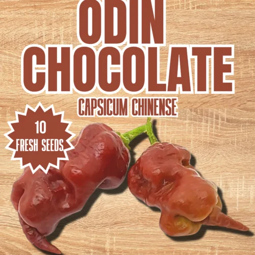Odin Chocolate Chilli Seeds