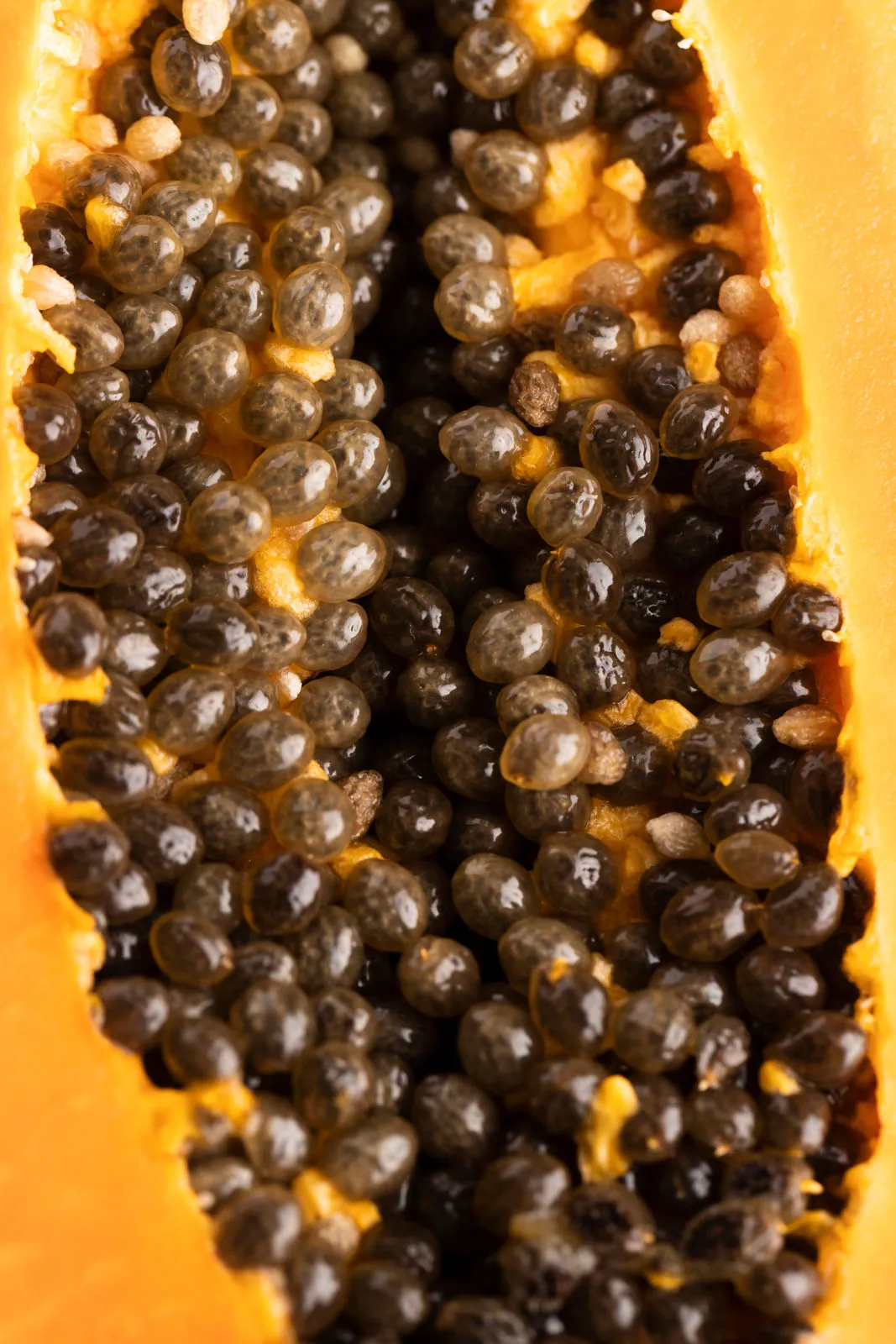 Papaya Seeds