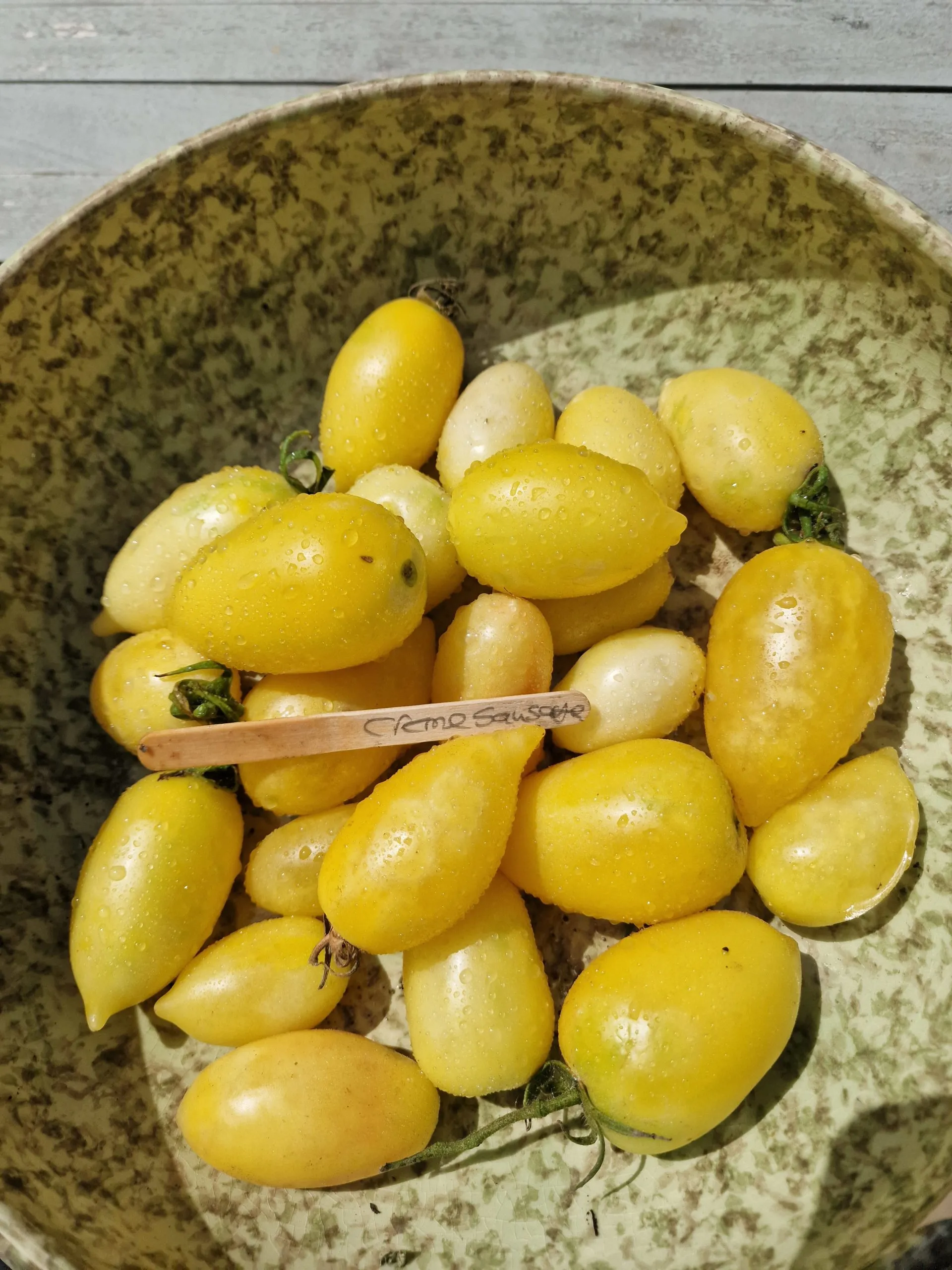 Cream Sausage Tomato Seeds - Image 3