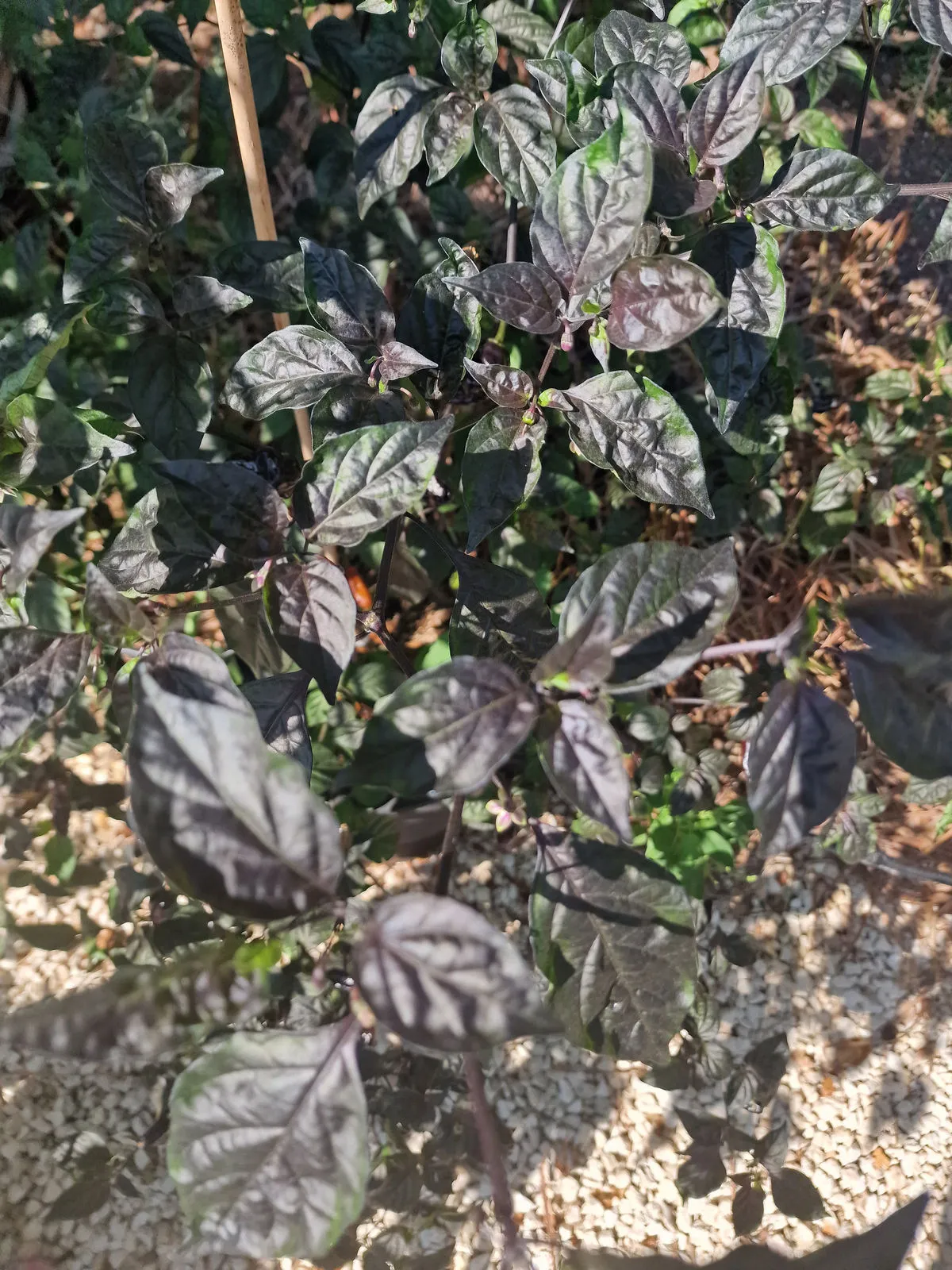 Pimenta Lisa Chilli Seeds - Image 9