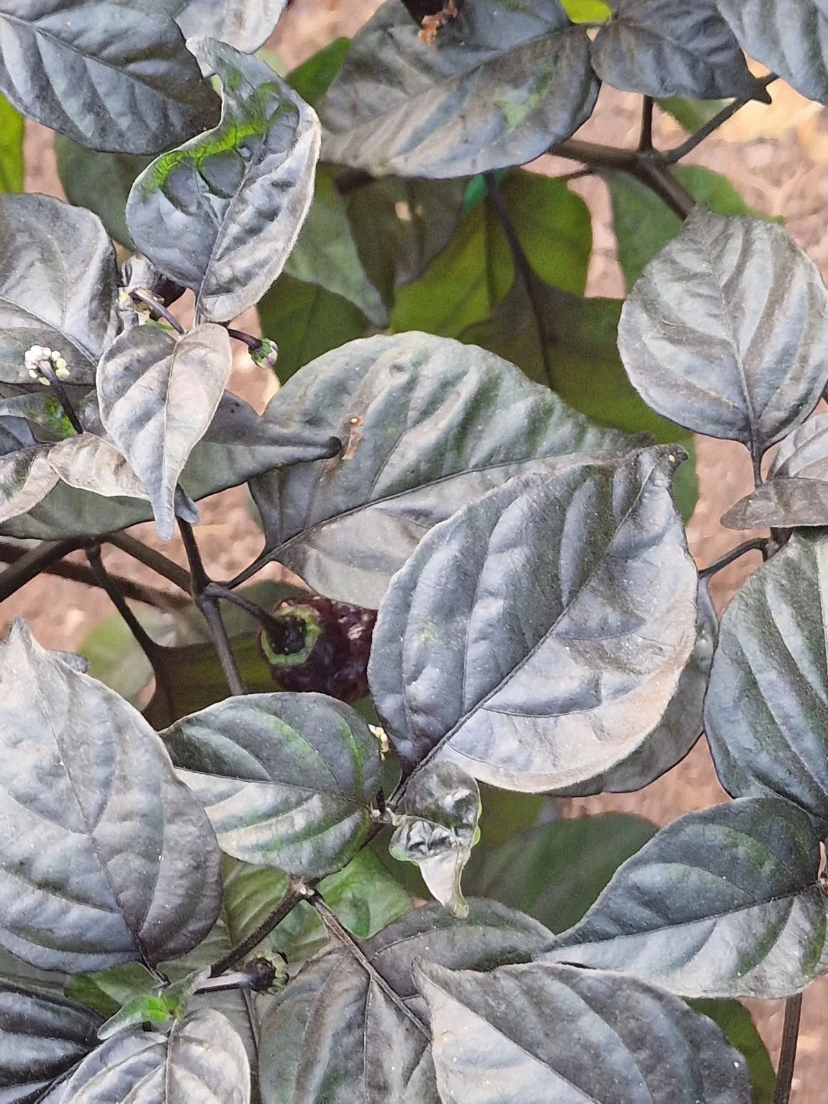 Pimenta Lisa Chilli Seeds - Image 8