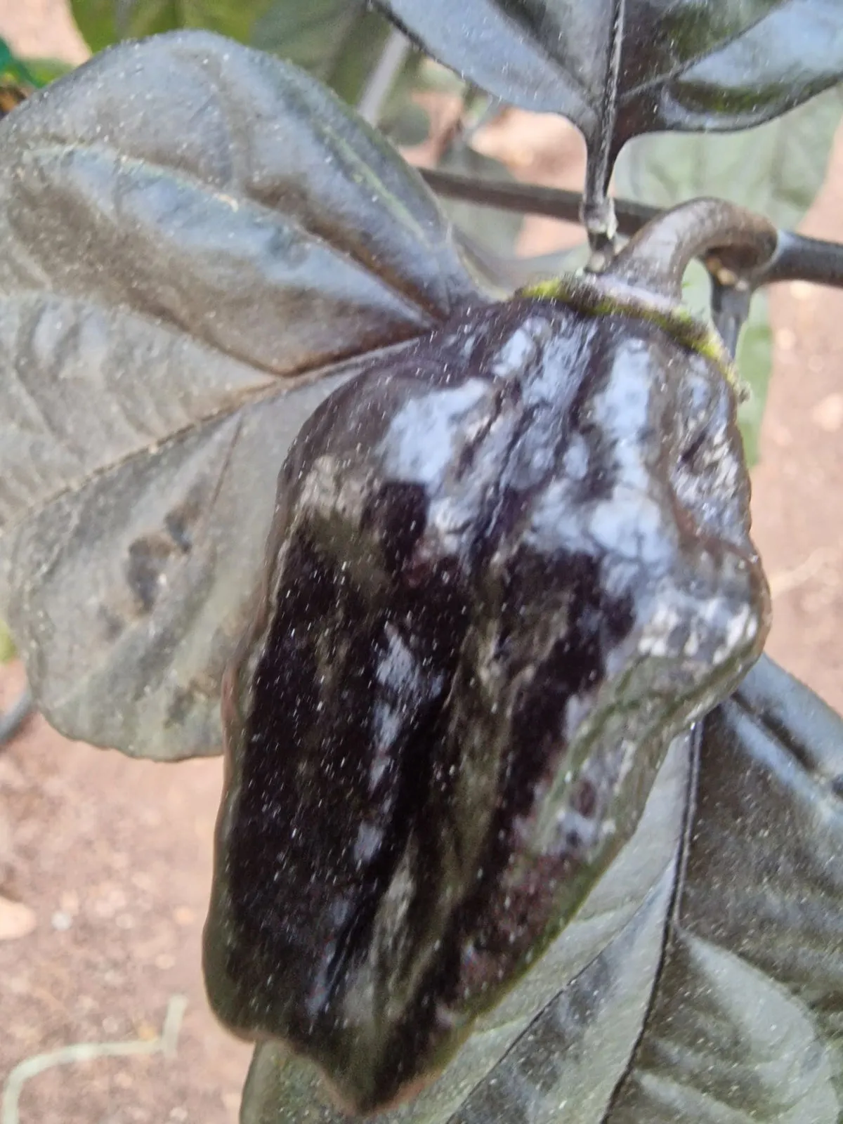 Pimenta Lisa Chilli Seeds - Image 7