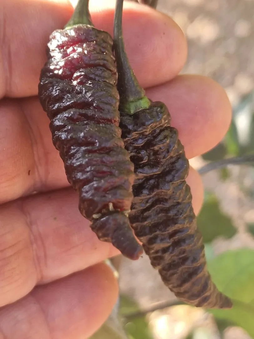 Naga Twister Black Chilli Seeds - Image 9