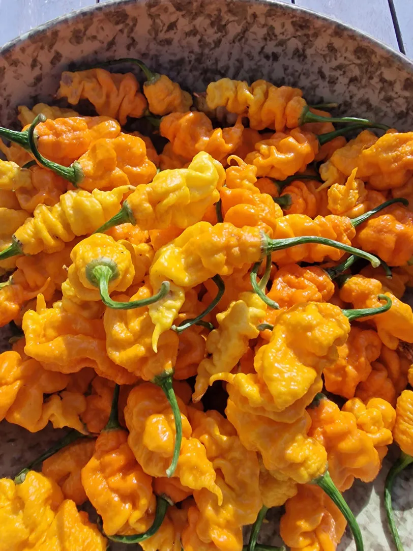 T-Rex Yellow Chilli Seeds - Image 7