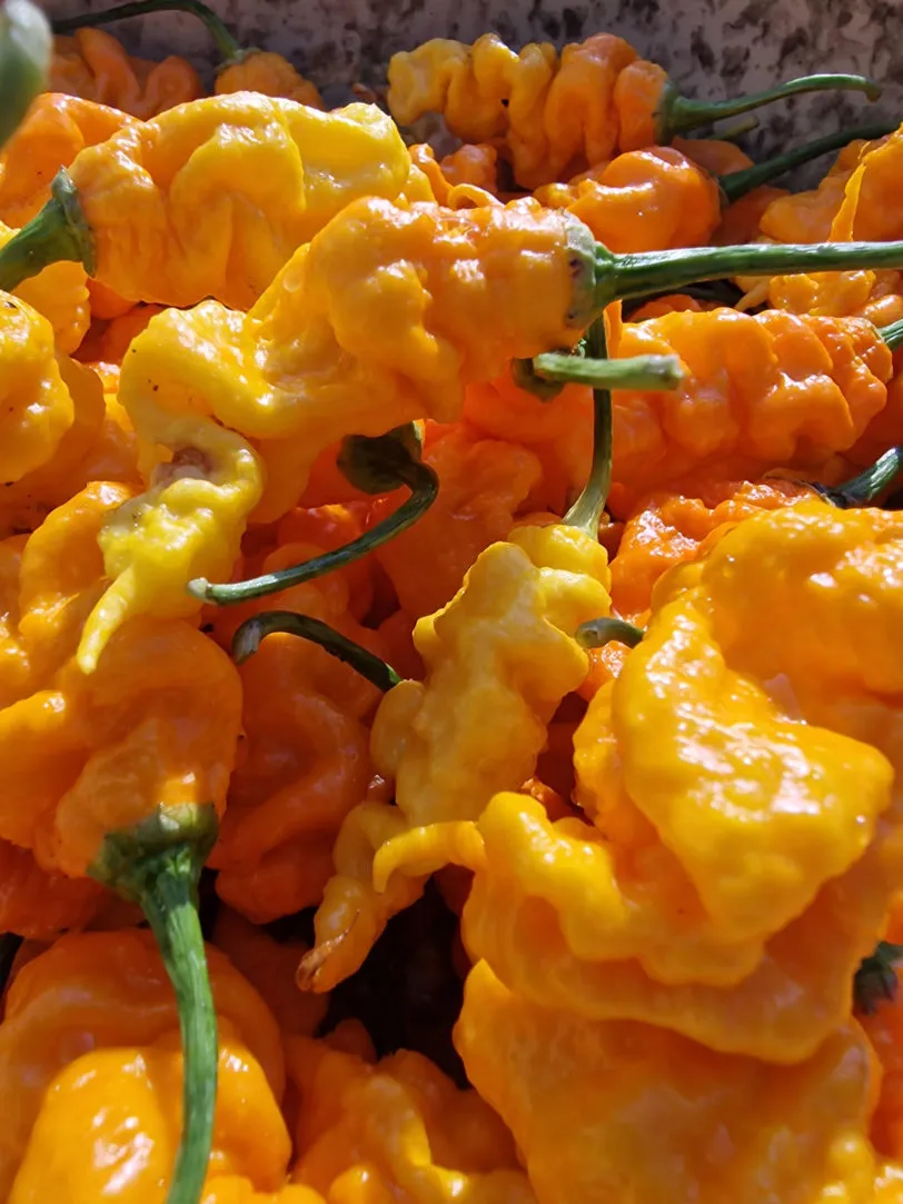 T-Rex Yellow Chilli Seeds - Image 6
