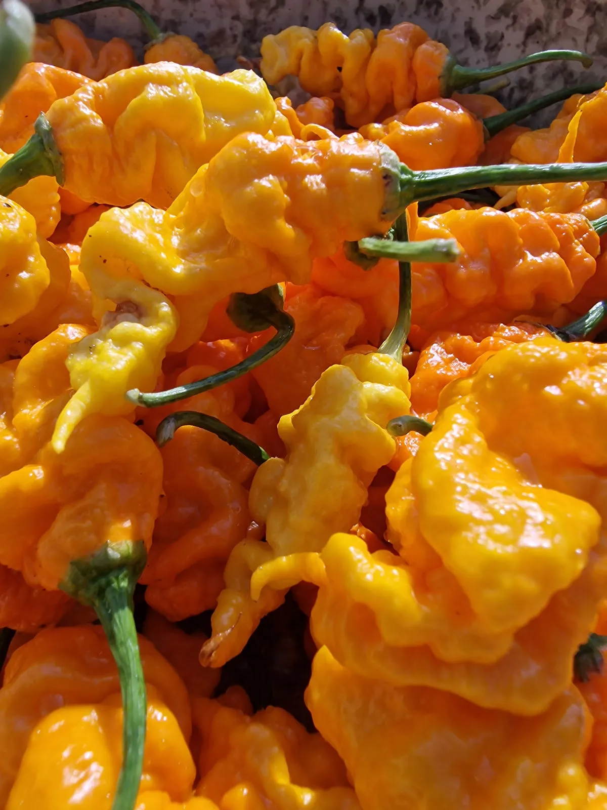 T-Rex Yellow Chilli Seeds - Image 6