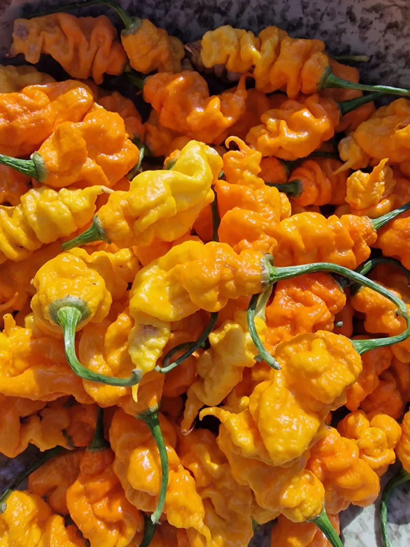 T-Rex Yellow Chilli Seeds - Image 5