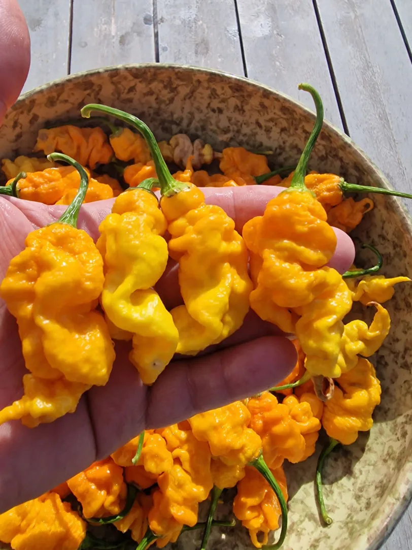T-Rex Yellow Chilli Seeds - Image 4