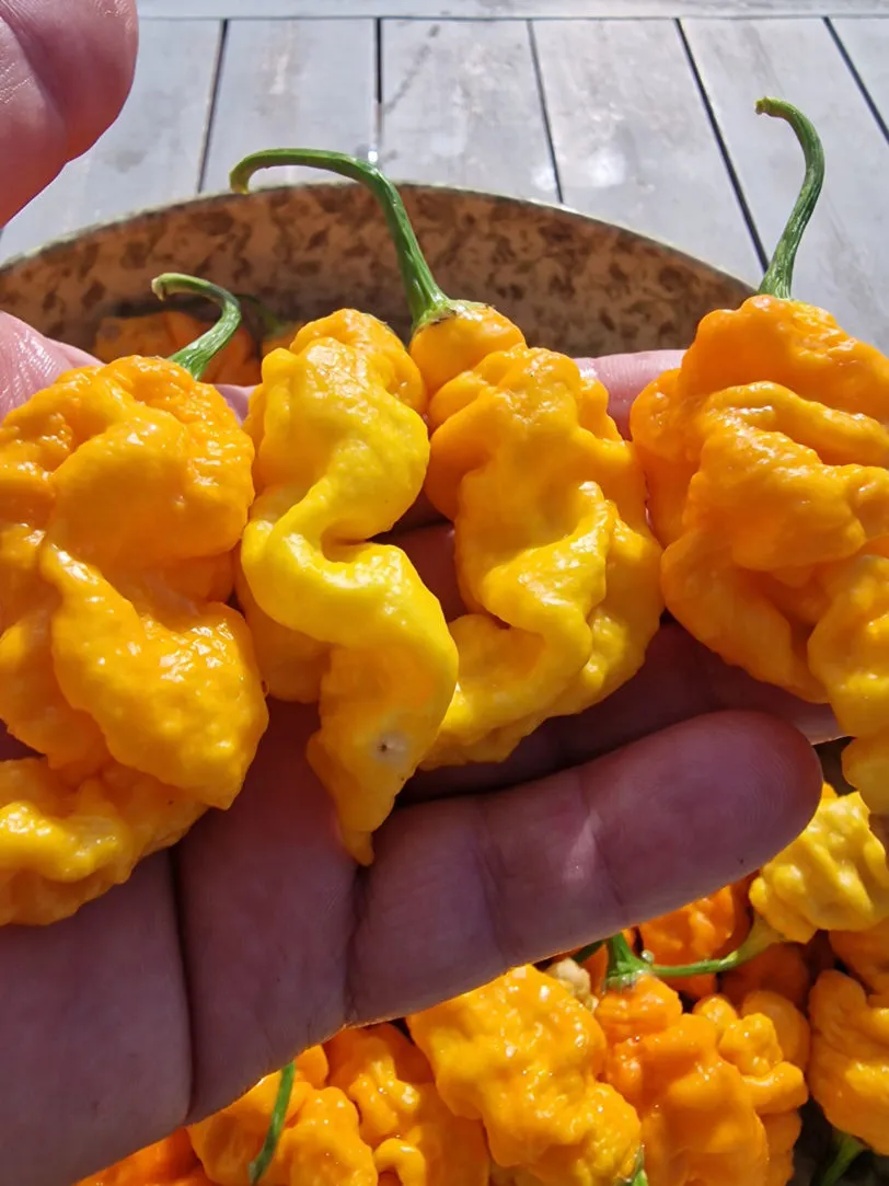 T-Rex Yellow Chilli Seeds - Image 3