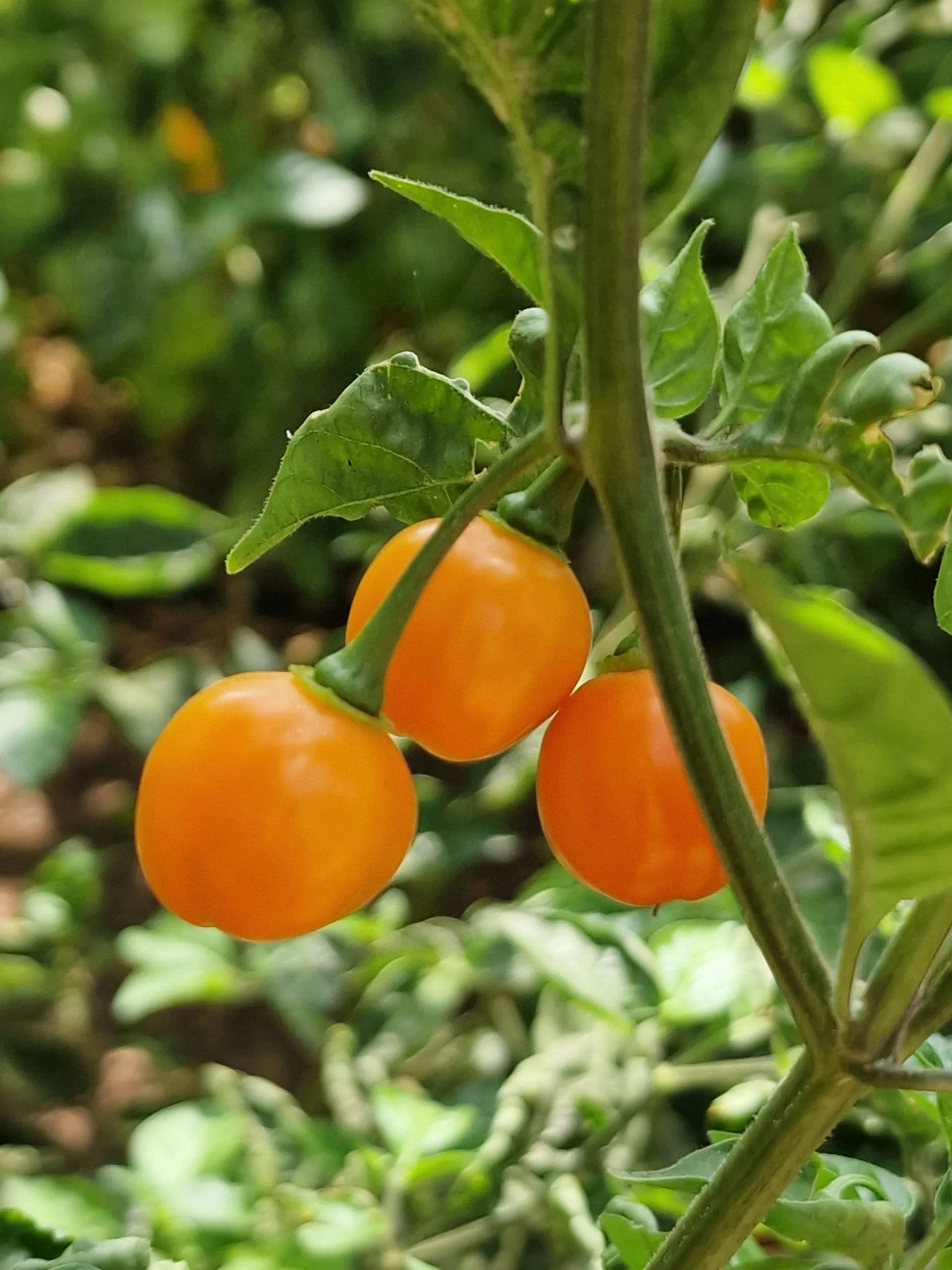 Charapon Amarillo Chilli Seeds - Image 2