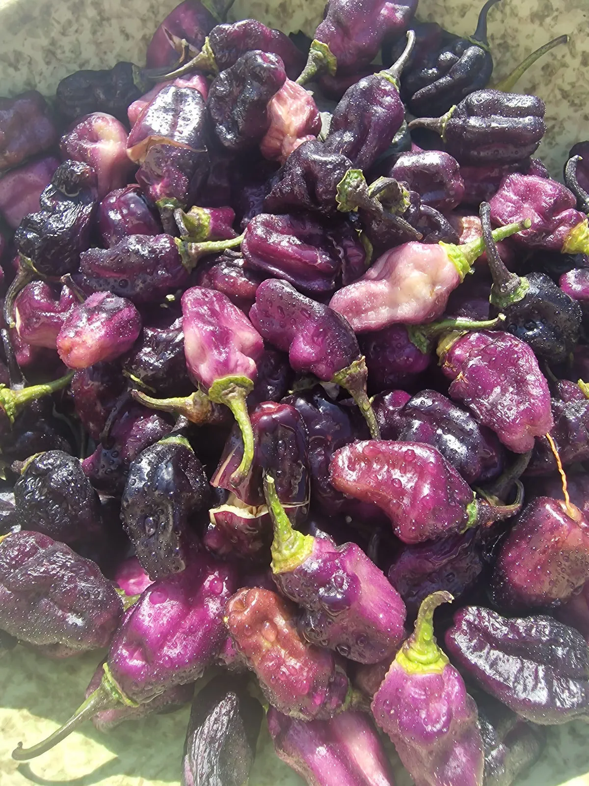 Pimenta Lisa Chilli Seeds - Image 2