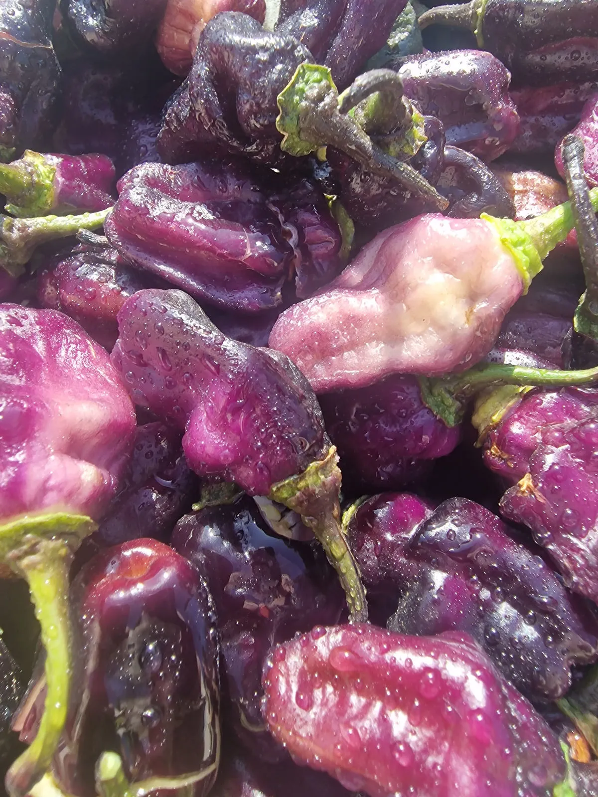 Pimenta Lisa Chilli Seeds - Image 6